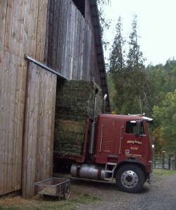 hay in barn