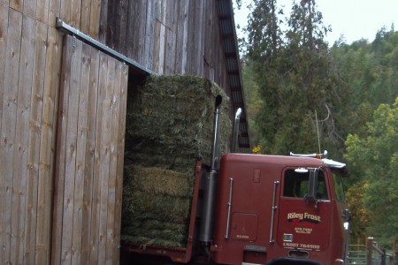 Got hay for your Soay sheep?