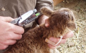 Dalton baby tag identifies each lamb