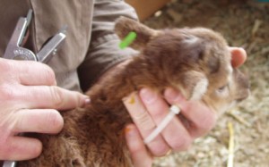 ram lamb's baby tag goes in his left ear