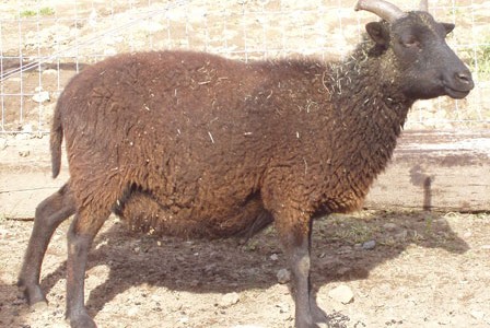 Soay Ewes-in-Waiting:  a Study in Tranquility