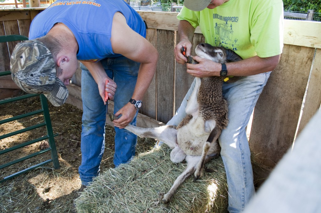 Tandem pedicure for a Soay ram