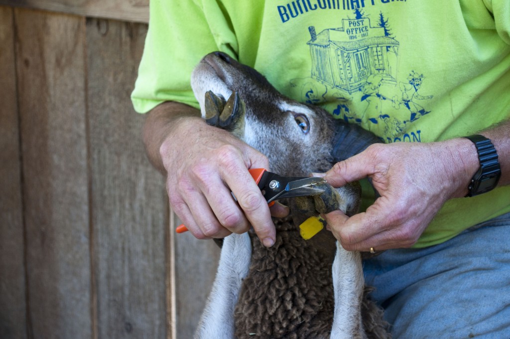 Trimming a Soay ram's hooves