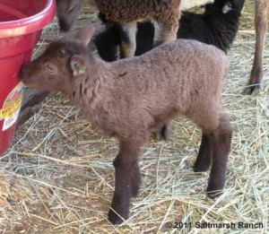 AI ram lamb Cantrall at age 6 days