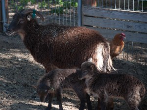 Soay twins stay close to mom