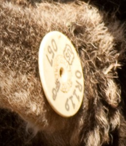Closeup of Wendron's USDA scrapie tag