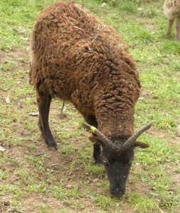 Vieva at age 2 with sun-bleached fleece