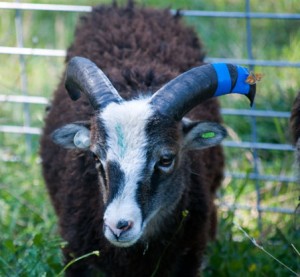 Hitching a ride on a Soay ram's horn