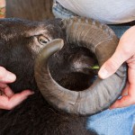 Soay ram with large diameter spiral horns