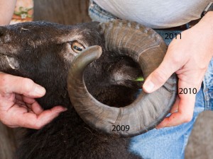 Diagram of Soay ram annual horn growth rings