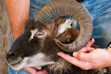 Soay Sheep Horns, Part 2: When to trim or not trim