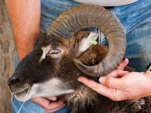3-year old Soay ram with tight horns