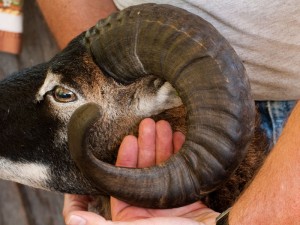 checking soay ram horns for clearance