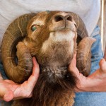 Soay ram with small diameter tight horns