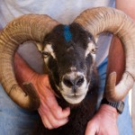 Logo Soay ram Astro with very wide horns