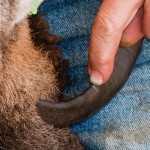 marking soay ram horn for trimming