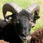 Soay ram small diameter spiral horn with narrow angle coming out of head, tight to jaw