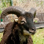 Soay ram with large open spiral horn