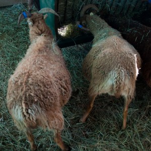 Clara and Libretto, Soay double-wides about to lamb