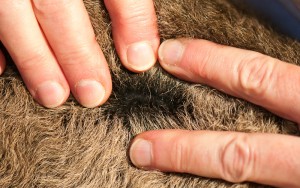 Dark phase lamb's black fleece roots