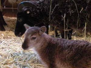 Cley & her light phase ewe lamb at age 4 days