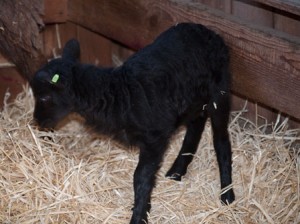 Darby's black lamb shows off his fleece
