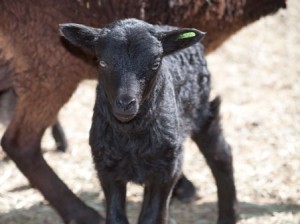 Heywood's black lamb at age 5 days