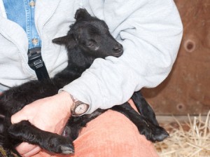 Vieva's black ram lamb age 1 day