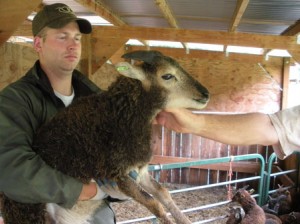 Fulmar's 2013 ewe lamb at 12 weeks