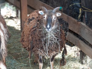 Heavily-coated soay sheep