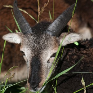 Classic British Soay light color around his eyes, but no white spotting