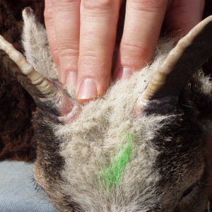 Soay ewes' horns also grow during the first quarter of the year