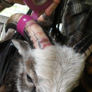 Maturing lamb's horns harden and blood flow recedes