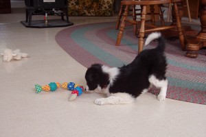 Molly "herding" at about 8 weeks