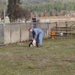 Early border collie training