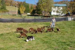 Border collies can herd Soay sheep