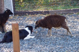 Molly remains calm with Soay sheep when not herding them