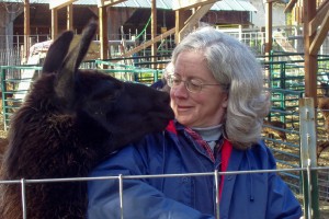 Faithful llama Llucy greets the former city girl
