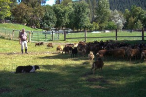 Herding a flock of Soay sheep