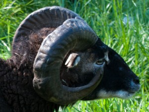 Soay ram with ragged horn