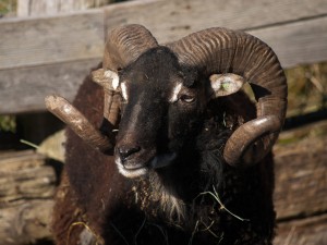 Saltmarsh Hesket, breeding ram for sale