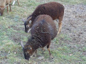 pregnant Soay ewe