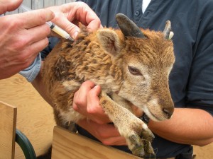 vaccinating Soay lamb with Covexin-8