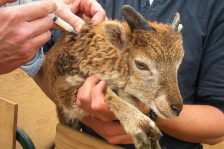 Vaccinations and other “shots” for Soay sheep: when, why, and how