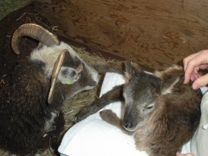 newborn Soay lamb