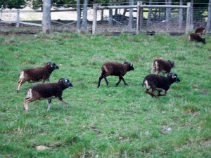 Heritage sheep romp through the pasture