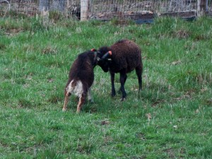 Yearling British Soay rams head-butt, but just for fun
