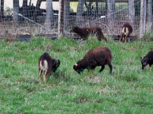 Rams prefer eating to posturing in the spring