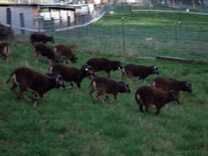 Soay rams frolic on spring pasture