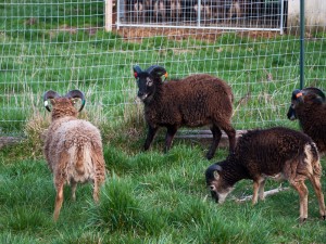 Soay rams face off